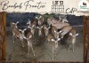 15 X Impala V/F:15 Leniesrus Wildsplaas (Per Piece to take the lot/Per stuk om lot te neem)