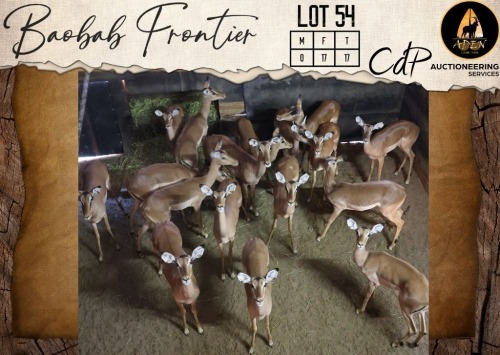 17 X Impala V/F:17 Aden Game Farm (Per Piece to take the lot/Per stuk om lot te neem)