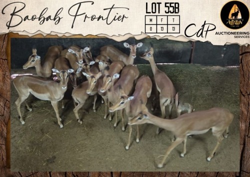 13 X Impala V/F:13 Aden Game Farm (Per Piece to take the lot/Per stuk om lot te neem)