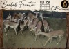 13 X Impala V/F:13 Aden Game Farm (Per Piece to take the lot/Per stuk om lot te neem)
