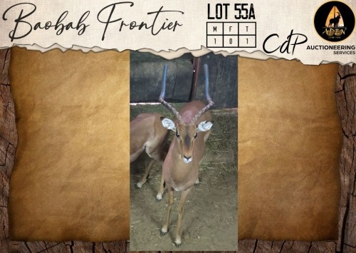 1 X Impala M:1 Aden Game Farm