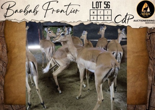11 X Impala V/F:11 Aden Game Farm (Per Piece to take the lot/Per stuk om lot te neem)