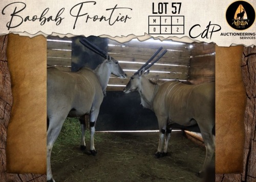 2 X Livingstone Eland V/F:2 Aden Game Farm (Per Piece to take the lot/Per stuk om lot te neem)