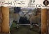 2 X Livingstone Eland V/F:2 Aden Game Farm (Per Piece to take the lot/Per stuk om lot te neem)