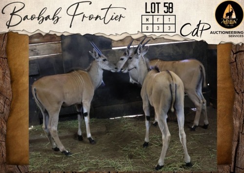 3 X Livingstone Eland V/F:3 Aden Game Farm (Per Piece to take the lot/Per stuk om lot te neem)