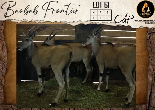 3 X Livingstone Eland V/F:3 Aden Game Farm (Per Piece to take the lot/Per stuk om lot te neem)