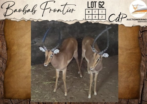2 X Impala M:2 Legend Wildlife (Per Piece to take the lot/Per stuk om lot te neem)