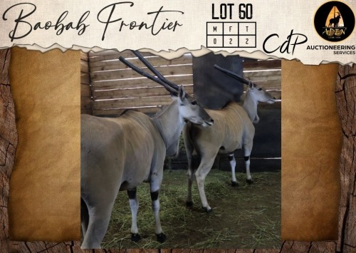 2 X Livingstone Eland V/F:2 Aden Game Farm (Per Piece to take the lot/Per stuk om lot te neem)
