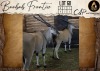 2 X Livingstone Eland V/F:2 Aden Game Farm (Per Piece to take the lot/Per stuk om lot te neem)