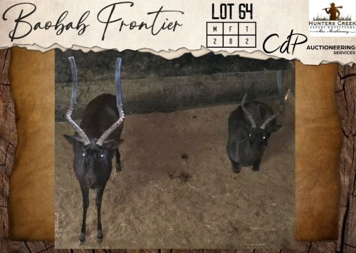 2 X Black Impala M:2 Hunters Creek Safari Outfitters (Per Piece to take the lot/Per stuk om lot te neem)