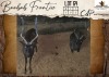 2 X Black Impala M:2 Hunters Creek Safari Outfitters (Per Piece to take the lot/Per stuk om lot te neem)