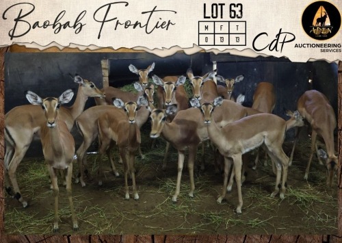 13 X Impala V/F:13 Aden Game Farm (Per Piece to take the lot/Per stuk om lot te neem)