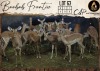 13 X Impala V/F:13 Aden Game Farm (Per Piece to take the lot/Per stuk om lot te neem)