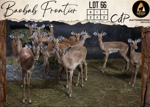 12 X Impala M:12 Aden Game Farm (Per Piece to take the lot/Per stuk om lot te neem)