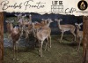 12 X Impala M:12 Aden Game Farm (Per Piece to take the lot/Per stuk om lot te neem)