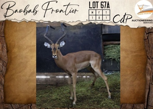 1 X Impala M:1 Legend Wildlife