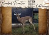 1 X Impala M:1 Legend Wildlife