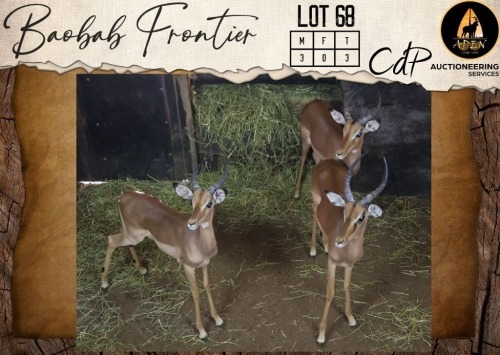 3 X Impala M:3 Aden Game Farm (Per Piece to take the lot/Per stuk om lot te neem)