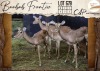 5 X Impala V/F:5 Legend Wildlife (Per Piece to take the lot/Per stuk om lot te neem)