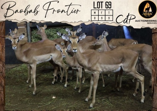 9 X Impala V/F:9 Aden Game Farm (Per Piece to take the lot/Per stuk om lot te neem)