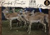 9 X Impala V/F:9 Aden Game Farm (Per Piece to take the lot/Per stuk om lot te neem)