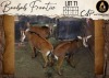 3 X Sable V/F:3 Aden Game Farm (Per Piece to take the lot/Per stuk om lot te neem)