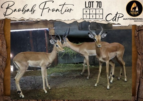 3 X Impala M:3 Aden Game Farm (Per Piece to take the lot/Per stuk om lot te neem)