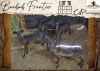 4 X Black Impala V/F:4 Hunters Creek Safari Outfitters (Per Piece to take the lot/Per stuk om lot te neem)