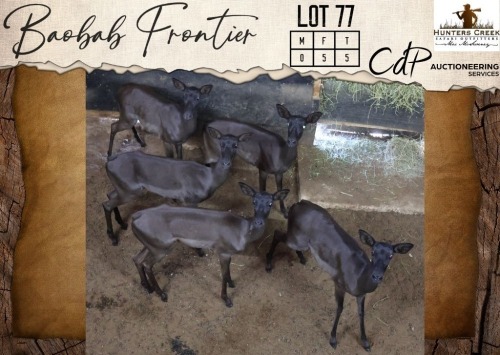 5 X Black Impala V/F:5 Hunters Creek Safari Outfitters (Per Piece to take the lot/Per stuk om lot te neem)