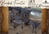 5 X Black Impala V/F:5 Hunters Creek Safari Outfitters (Per Piece to take the lot/Per stuk om lot te neem)