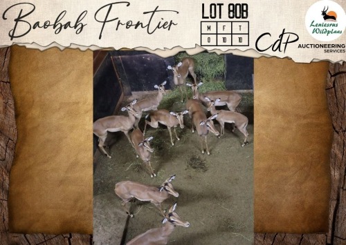 10 X Impala V/F:10 Leniesrus Wildsplaas (Per Piece to take the lot/Per stuk om lot te neem)