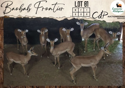8 X Impala M:8 Leniesrus Wildsplaas (Per Piece to take the lot/Per stuk om lot te neem)