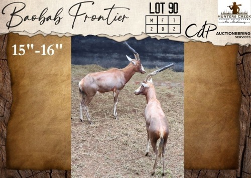 2 X Blesbuck M:2 Hunters Creek Safari Outfitters (Per Piece to take the lot/Per stuk om lot te neem)