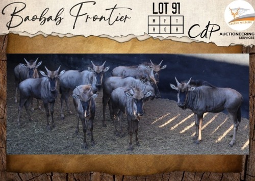8 X Bluewildebeest M:8 Legend Wildlife (Per Piece to take the lot/Per stuk om lot te neem)