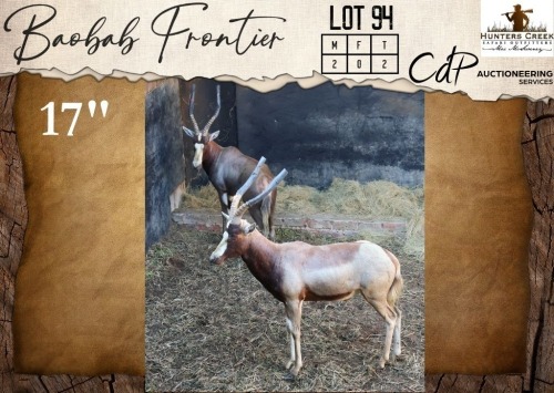 2 X Yellow Blesbuck M:2 Hunters Creek Safari Outfitters (Per Piece to take the lot/Per stuk om lot te neem)