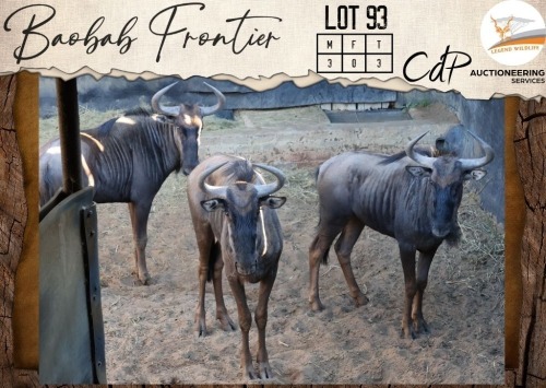 3 X Bluewildebeest M:3 Legend Wildlife (Per Piece to take the lot/Per stuk om lot te neem)