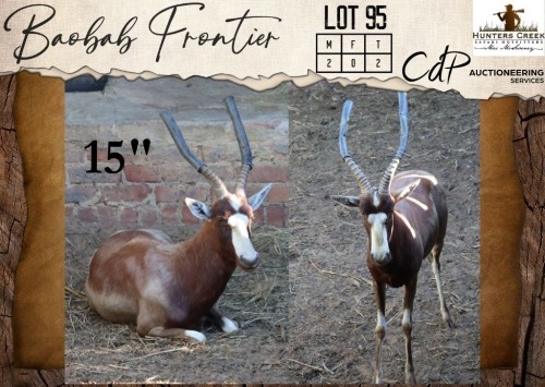 2 X Yellow Blesbuck M:2 Hunters Creek Safari Outfitters (Per Piece to take the lot/Per stuk om lot te neem)