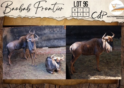 4 X Bluewildebeest M:4 Legend Wildlife (Per Piece to take the lot/Per stuk om lot te neem)