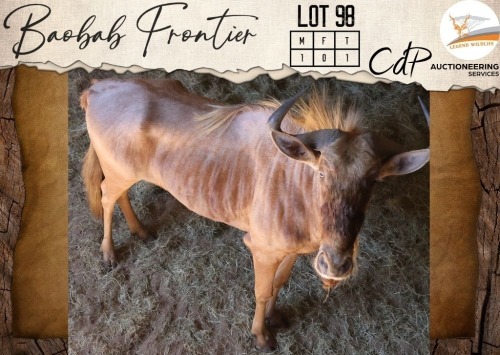 1 X Golden Gnu M:1 Legend Wildlife