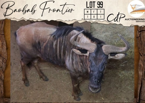 1 X Bluewildebeest M:1 Legend Wildlife