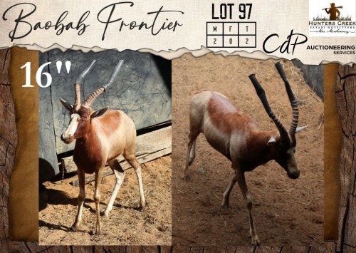 2 X Yellow Blesbuck M:2 Hunters Creek Safari Outfitters (Per Piece to take the lot/Per stuk om lot te neem)