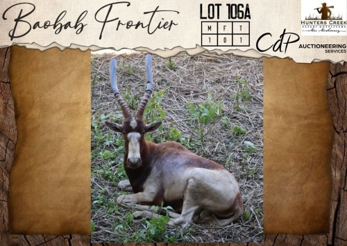1 X Saddleback Blesbuck M:1 Hunters Creek Safari Outfitters