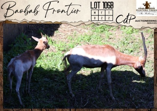 2 X Saddleback Blesbuck V/F:2 Hunters Creek Safari Outfitters (Per Piece to take the lot/Per stuk om lot te neem)