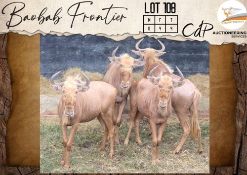 4 X Golden Gnu V/F:4 Legend Wildlife (Per Piece to take the lot/Per stuk om lot te neem)