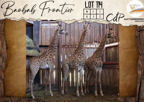 3 X Giraffe V/F:3 Legend Wildlife (Per Piece to take the lot/Per stuk om lot te neem)