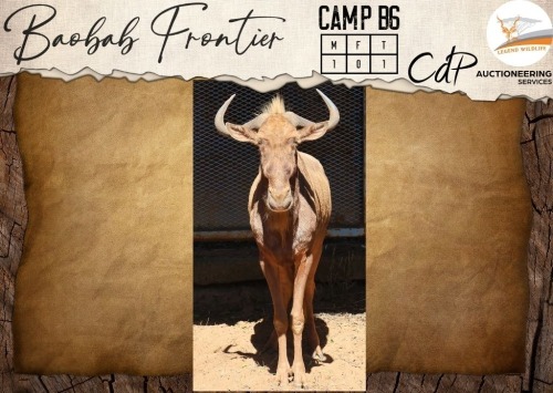 CAMP B6 - 1 X Golden Gnu M:1 Legend Wildlife