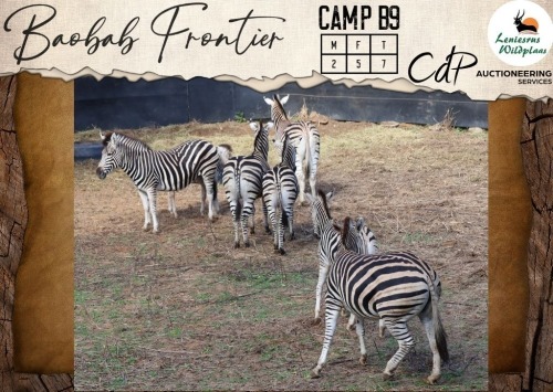 CAMP B9 - 7 X Zebra M:2 V/F:5 Leniesrus Wildsplaas (Per Piece to take the lot/Per stuk om lot te neem)