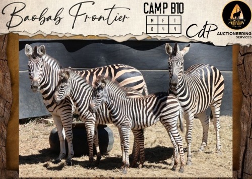 CAMP B10 - 4 X Zebra V/F:4 Aden Game Farm (Per Piece to take the lot/Per stuk om lot te neem)
