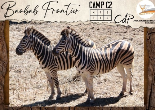 CAMP C2 - 2 X Zebra M:1 V/F:1 Legend Wildlife (Per Piece to take the lot/Per stuk om lot te neem)
