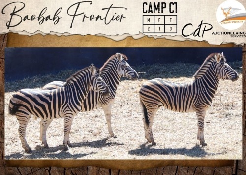 CAMP C1 - 3 X Zebra M:2 V/F:1 Legend Wildlife (Per Piece to take the lot/Per stuk om lot te neem)